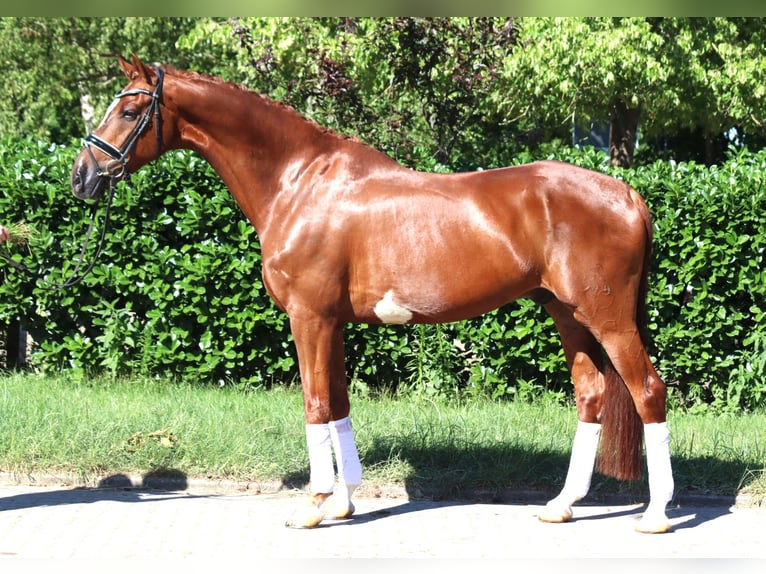 Hannoveriano Caballo castrado 7 años 170 cm Alazán in Selsingen
