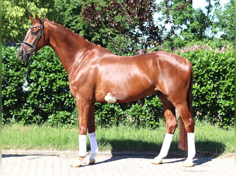 Hannoveriano Caballo castrado 7 años 170 cm Alazán in Selsingen