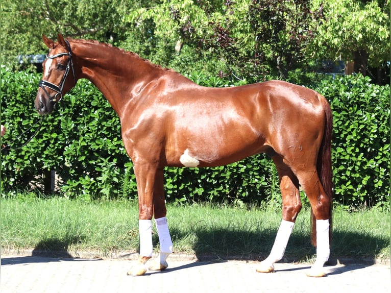 Hannoveriano Caballo castrado 7 años 170 cm Alazán in Selsingen