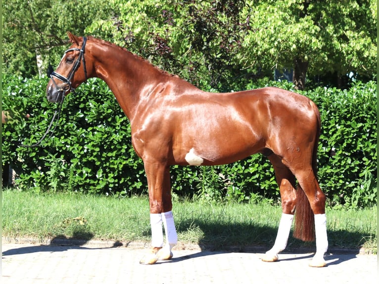 Hannoveriano Caballo castrado 7 años 170 cm Alazán in Selsingen