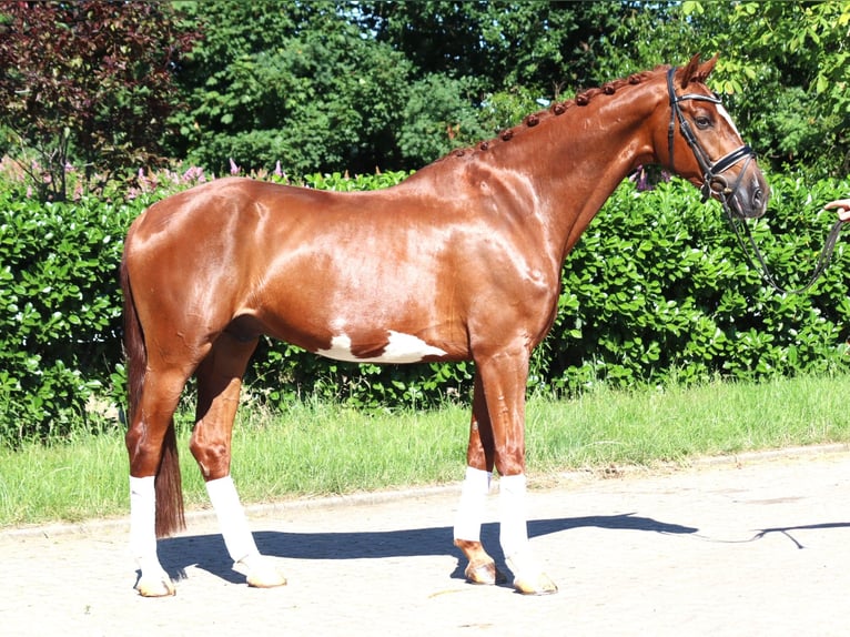Hannoveriano Caballo castrado 7 años 170 cm Alazán in Selsingen