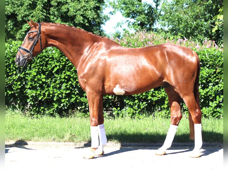 Hannoveriano Caballo castrado 7 años 170 cm Alazán in Selsingen