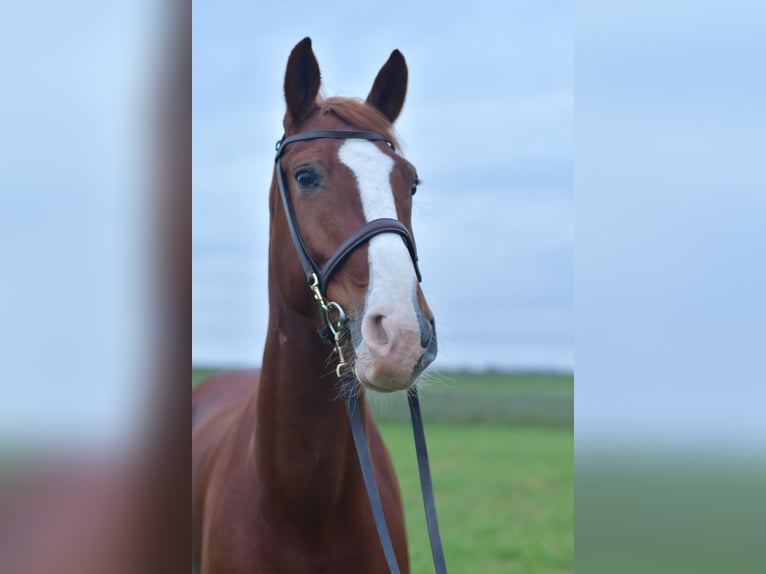 Hannoveriano Caballo castrado 7 años 170 cm Alazán in Geilenkirchen