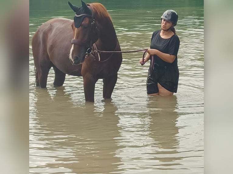 Hannoveriano Caballo castrado 7 años 170 cm Alazán rojizo in Maisoncelles en brie