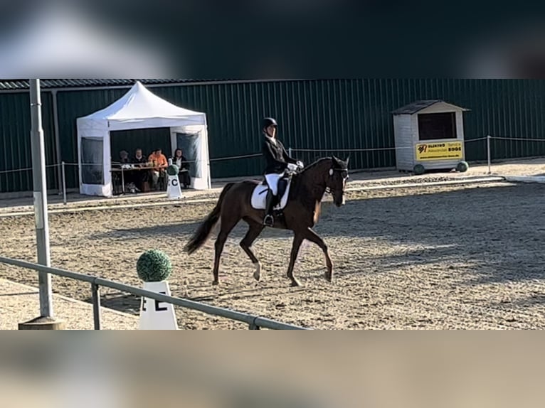 Hannoveriano Caballo castrado 7 años 170 cm Alazán-tostado in Schaffhausen