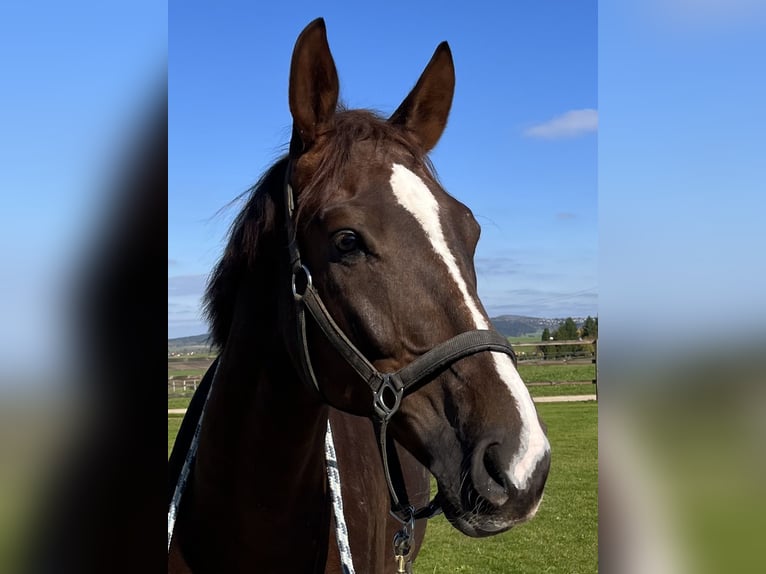 Hannoveriano Caballo castrado 7 años 170 cm Alazán-tostado in Schaffhausen
