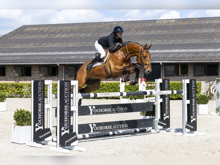 Hannoveriano Caballo castrado 7 años 170 cm  in Waddinxveen