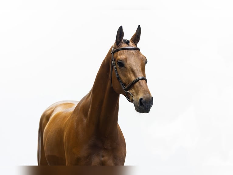 Hannoveriano Caballo castrado 7 años 170 cm  in Waddinxveen