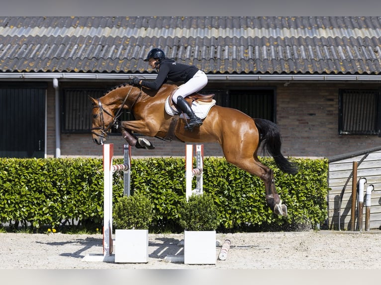 Hannoveriano Caballo castrado 7 años 170 cm  in Waddinxveen