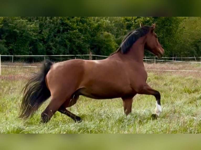 Hannoveriano Caballo castrado 7 años 170 cm Castaño in Deinste