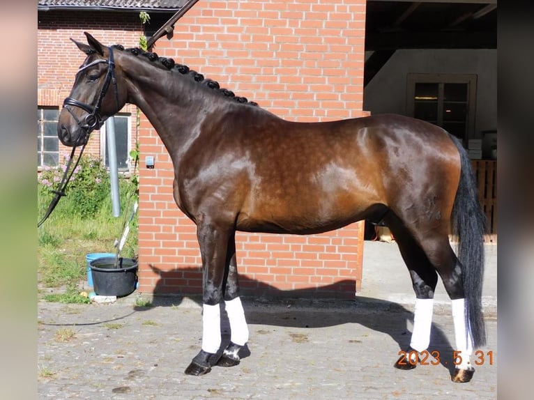 Hannoveriano Caballo castrado 7 años 170 cm Castaño in Kutenholz