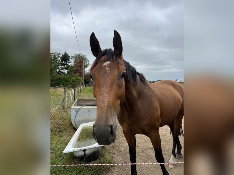 Hannoveriano Caballo castrado 7 años 170 cm Castaño in Bergisch Gladbach