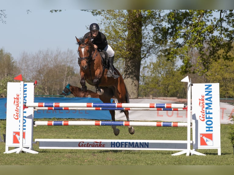 Hannoveriano Caballo castrado 7 años 170 cm Castaño in Beesten