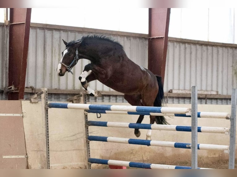 Hannoveriano Caballo castrado 7 años 170 cm Castaño oscuro in Pelmberg