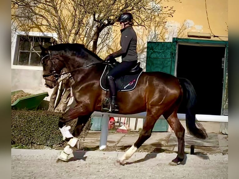 Hannoveriano Caballo castrado 7 años 170 cm Castaño oscuro in Pelmberg