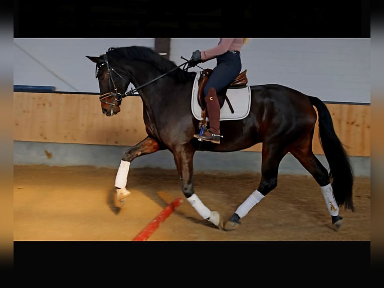 Hannoveriano Caballo castrado 7 años 170 cm Castaño oscuro in Kempen