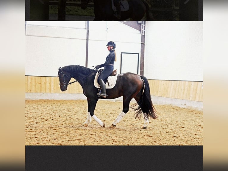 Hannoveriano Caballo castrado 7 años 170 cm Castaño oscuro in Kempen