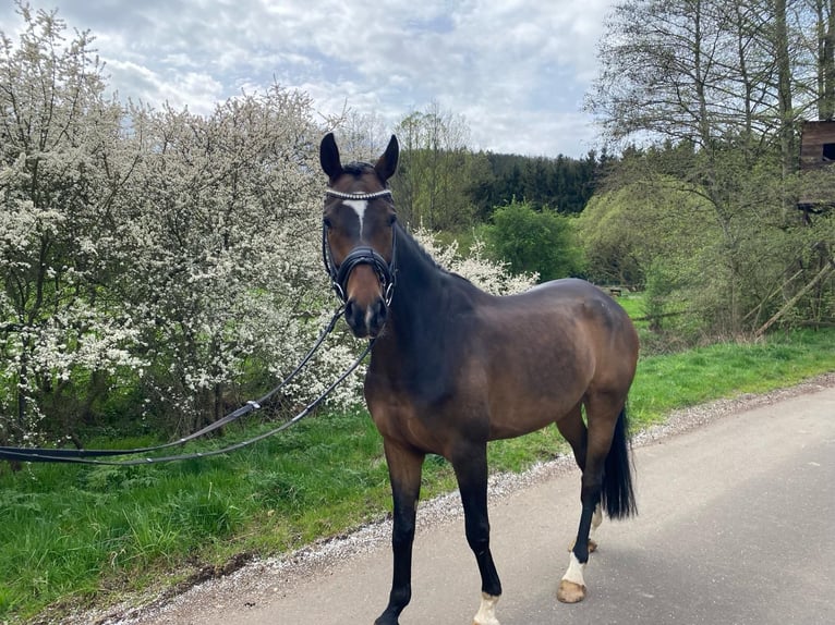 Hannoveriano Caballo castrado 7 años 170 cm Castaño oscuro in Kall
