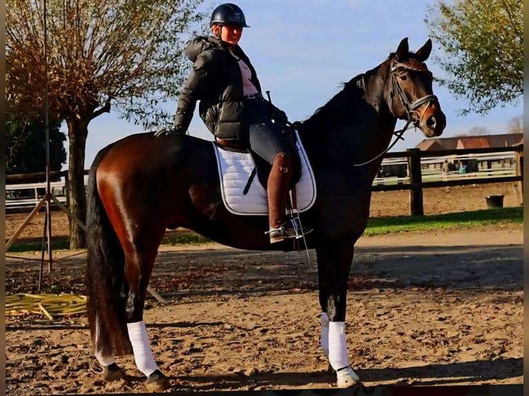 Hannoveriano Caballo castrado 7 años 170 cm Morcillo in Kempen