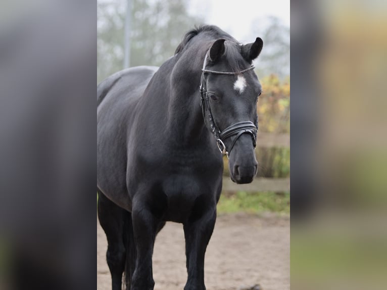 Hannoveriano Caballo castrado 7 años 170 cm Negro in Blekendorf