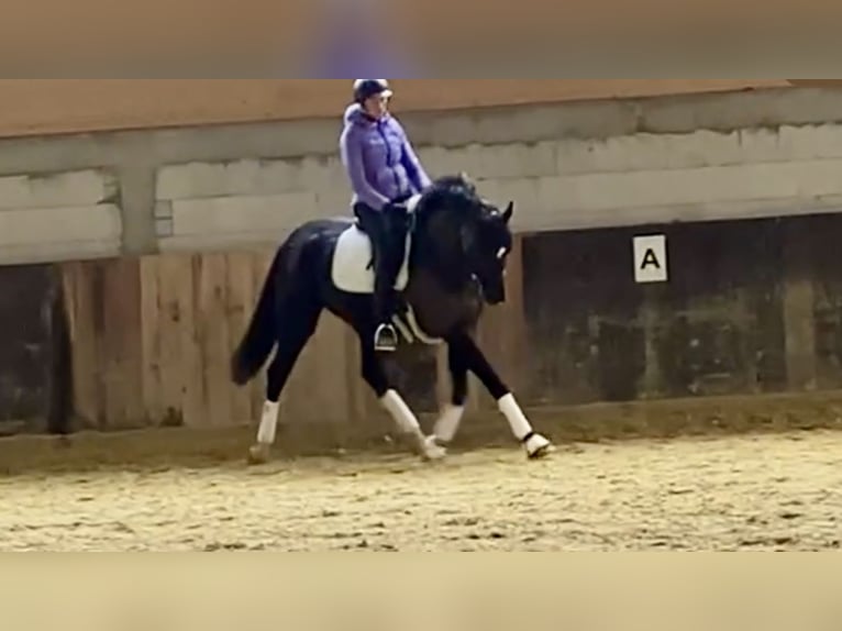 Hannoveriano Caballo castrado 7 años 170 cm Negro in Balve