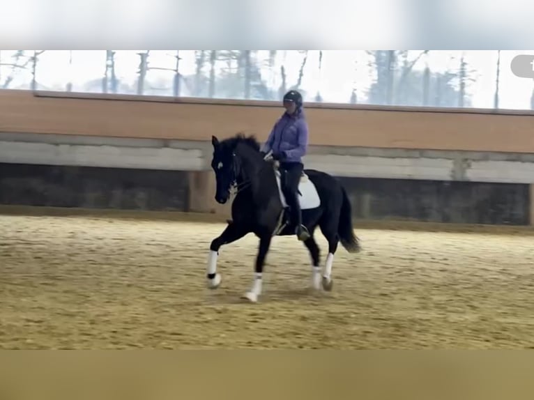 Hannoveriano Caballo castrado 7 años 170 cm Negro in Balve