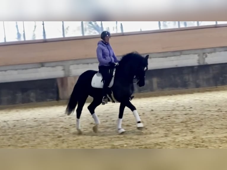 Hannoveriano Caballo castrado 7 años 170 cm Negro in Balve