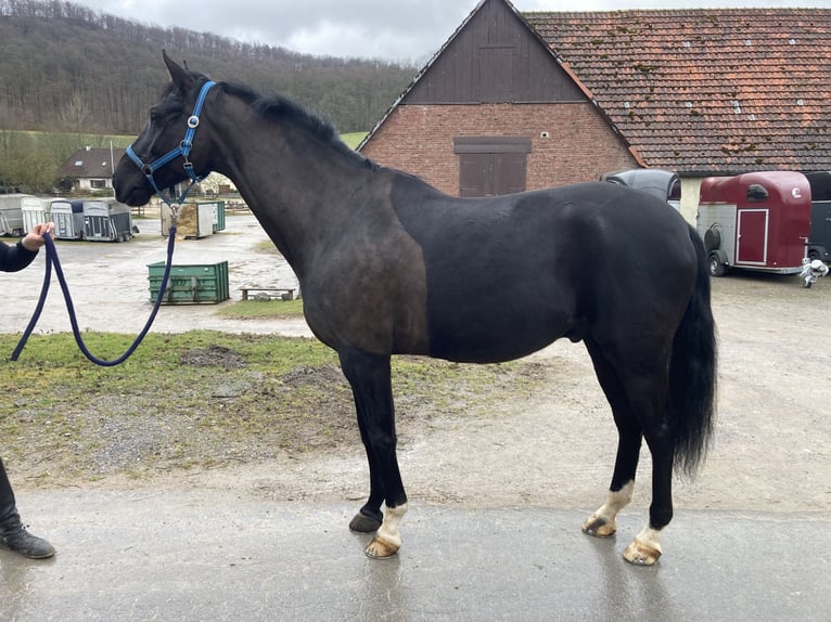 Hannoveriano Caballo castrado 7 años 170 cm Negro in Balve