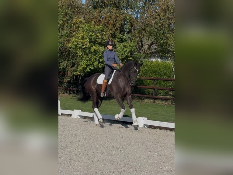 Hannoveriano Caballo castrado 7 años 170 cm Negro in Sankt Vith