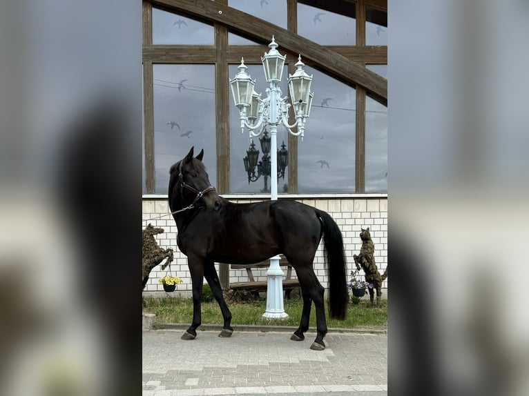 Hannoveriano Caballo castrado 7 años 170 cm Negro in Essen