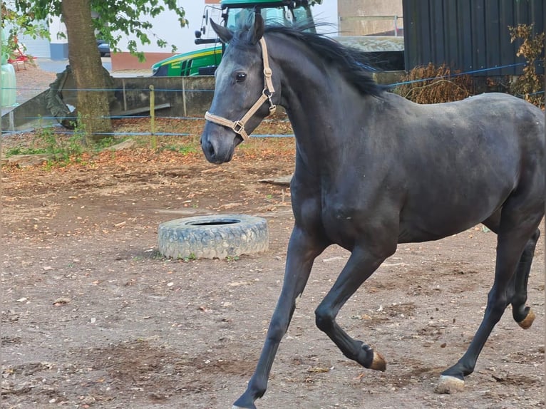 Hannoveriano Caballo castrado 7 años 170 cm Negro in Monreal
