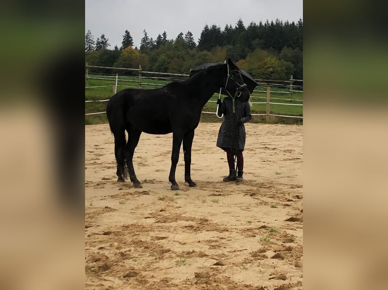 Hannoveriano Caballo castrado 7 años 170 cm Negro in Monreal