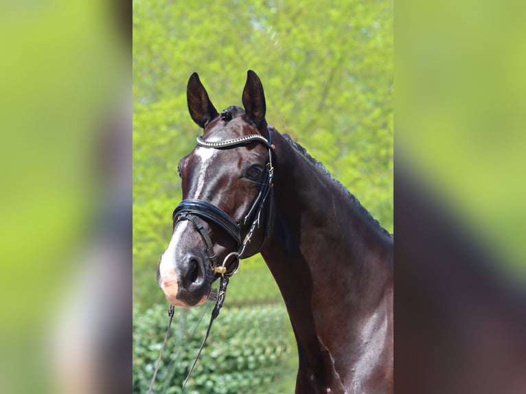 Hannoveriano Caballo castrado 7 años 170 cm Negro in Selsingen