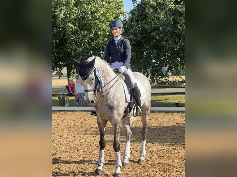 Hannoveriano Caballo castrado 7 años 170 cm Tordo rodado in Igersheim