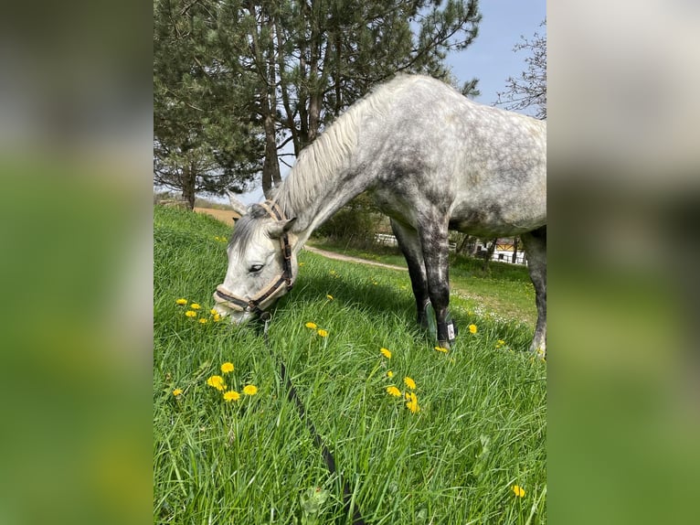 Hannoveriano Caballo castrado 7 años 170 cm Tordo rodado in Igersheim