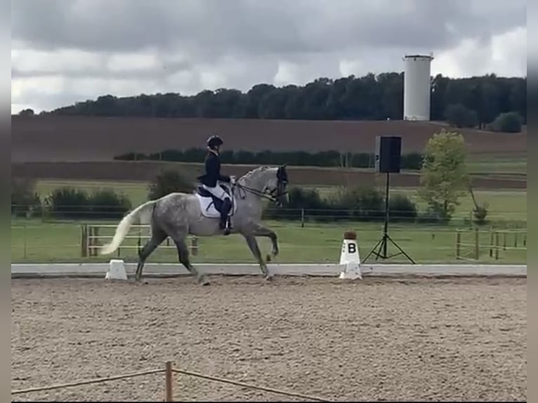 Hannoveriano Caballo castrado 7 años 170 cm Tordo rodado in Igersheim