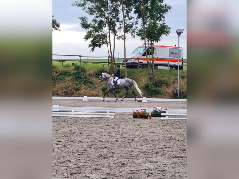 Hannoveriano Caballo castrado 7 años 170 cm Tordo rodado in Igersheim