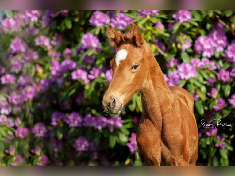 Hannoveriano Caballo castrado 7 años 171 cm Alazán-tostado in Stegersbach