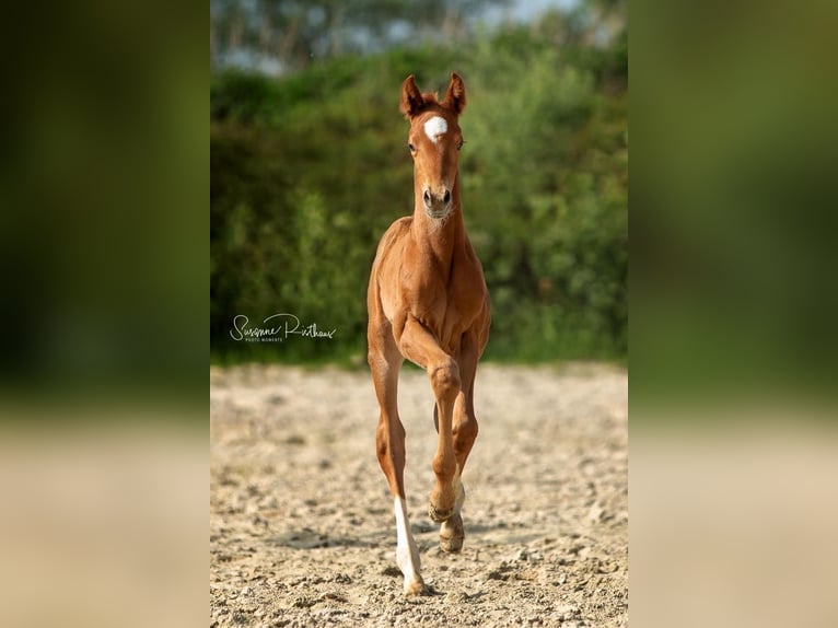 Hannoveriano Caballo castrado 7 años 171 cm Alazán-tostado in Stegersbach