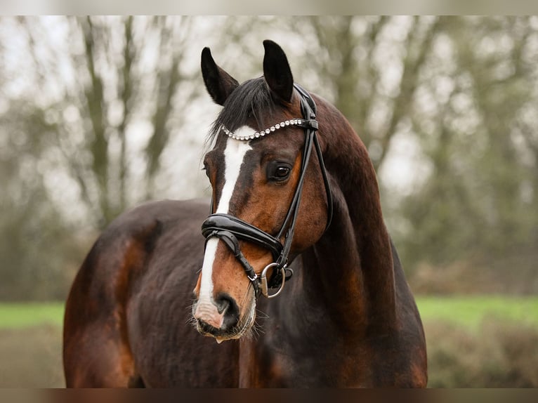 Hannoveriano Caballo castrado 7 años 171 cm Castaño oscuro in Riedstadt