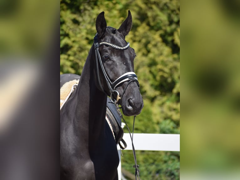 Hannoveriano Caballo castrado 7 años 171 cm Negro in Dätgen