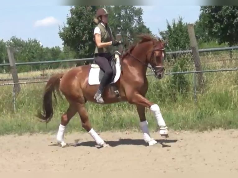 Hannoveriano Caballo castrado 7 años 172 cm Alazán in Berlin