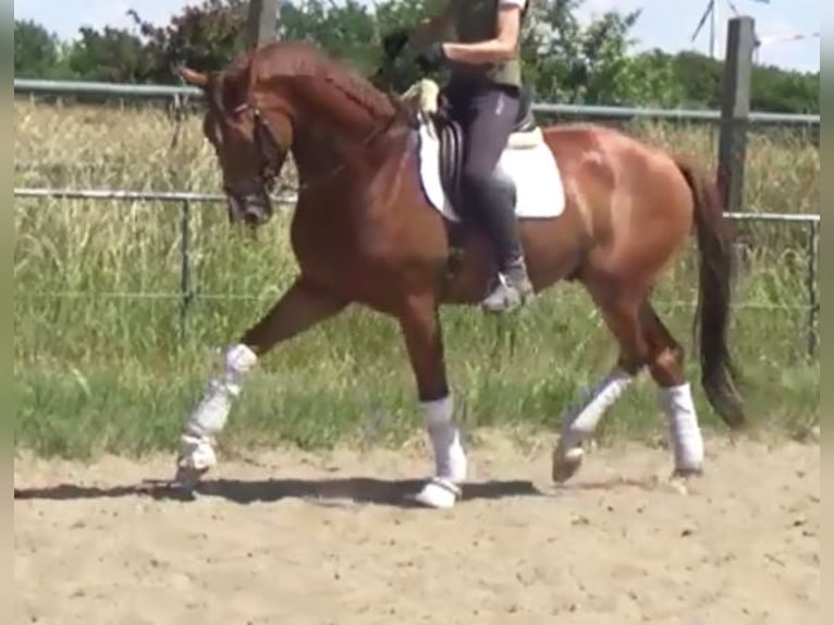 Hannoveriano Caballo castrado 7 años 172 cm Alazán in Berlin