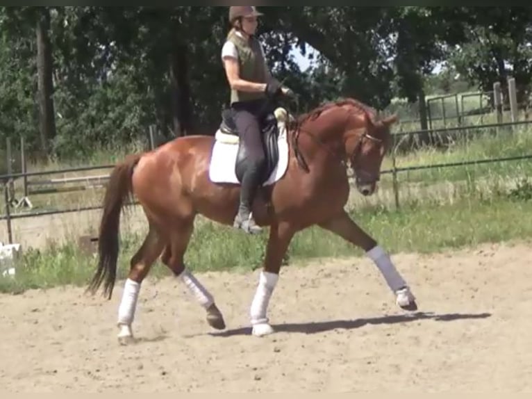 Hannoveriano Caballo castrado 7 años 172 cm Alazán in Berlin