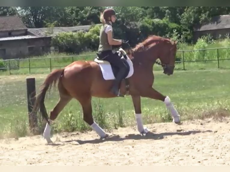 Hannoveriano Caballo castrado 7 años 172 cm Alazán in Berlin