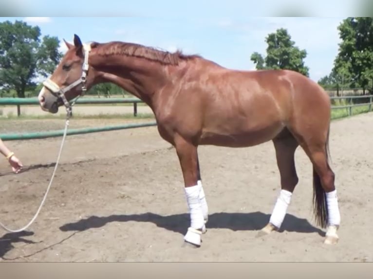 Hannoveriano Caballo castrado 7 años 172 cm Alazán in Berlin