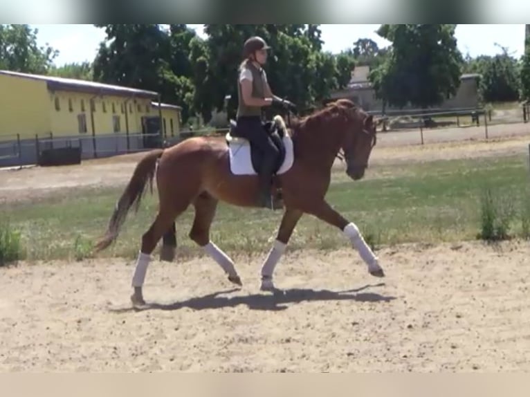 Hannoveriano Caballo castrado 7 años 172 cm Alazán in Berlin