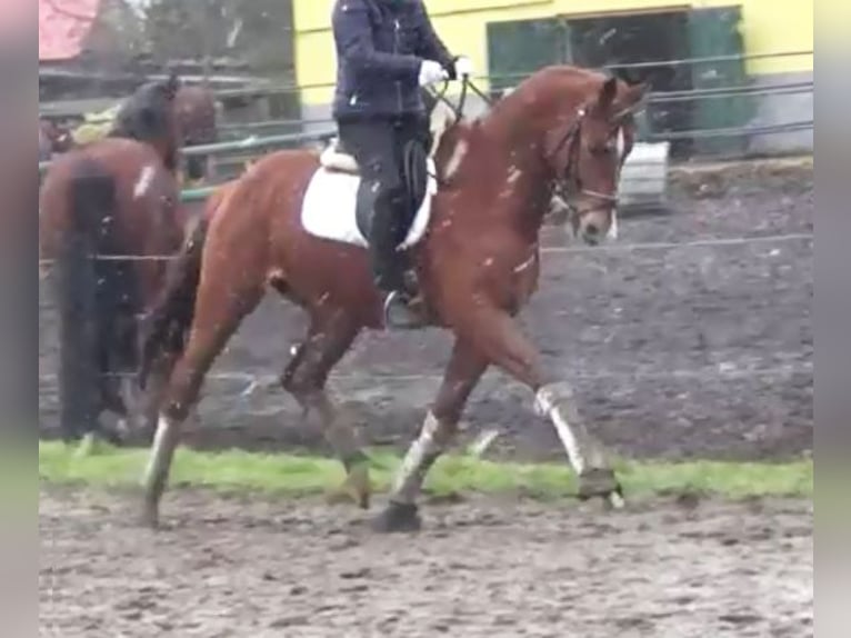 Hannoveriano Caballo castrado 7 años 172 cm Alazán in Berlin