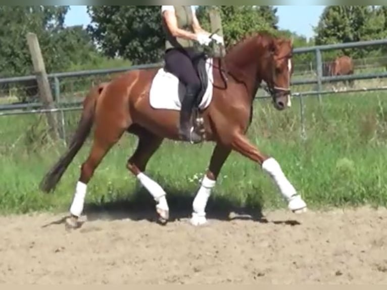 Hannoveriano Caballo castrado 7 años 172 cm Alazán in Berlin