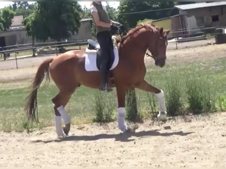 Hannoveriano Caballo castrado 7 años 172 cm Alazán in Berlin